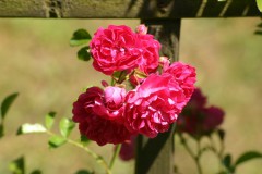 IMG_5019