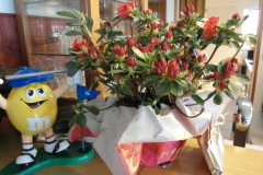 SAM_0955